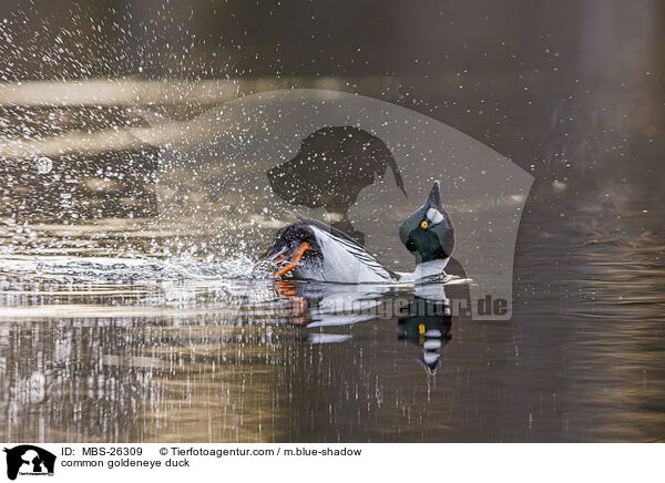Schellente / common goldeneye duck / MBS-26309