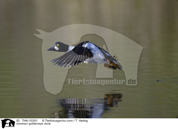 common goldeneye duck / THA-10291