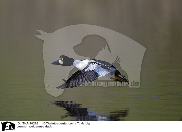 common goldeneye duck / THA-10292