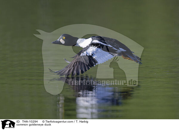 common goldeneye duck / THA-10294