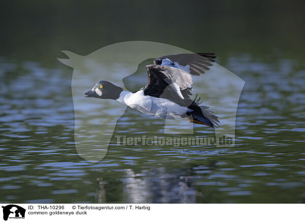 Schellente / common goldeneye duck / THA-10296