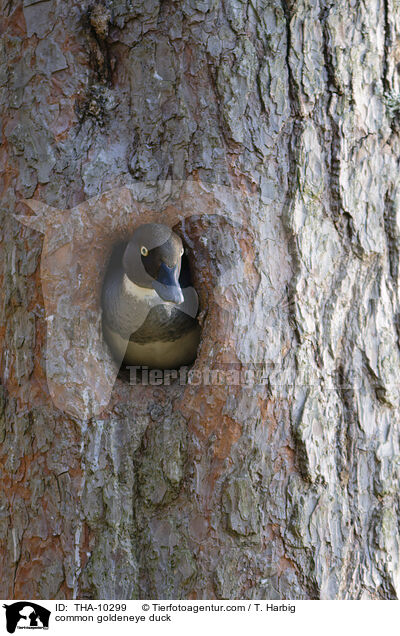 Schellente / common goldeneye duck / THA-10299