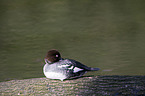 common goldeneye duck