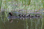 common goldeneye ducks