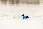 common goldeneye duck