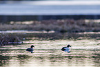 common goldeneye ducks