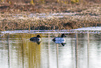 common goldeneye ducks