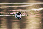 common goldeneye duck