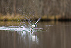 common goldeneye duck
