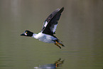 common goldeneye duck