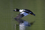 common goldeneye duck