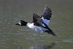 common goldeneye duck