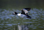 common goldeneye duck