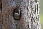common goldeneye duck