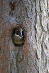 common goldeneye duck