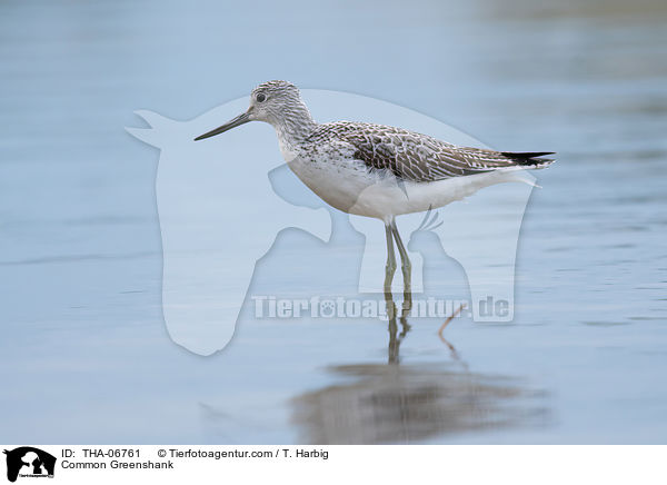 Grnschenkel / Common Greenshank / THA-06761