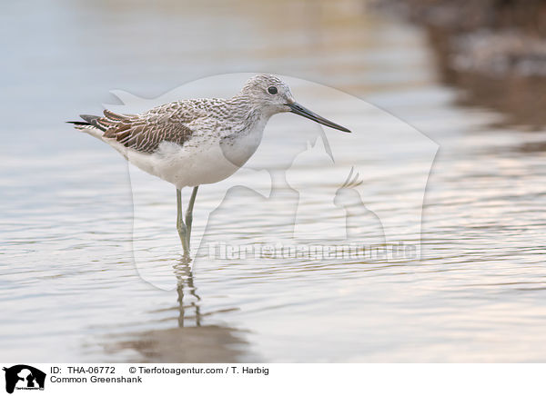 Grnschenkel / Common Greenshank / THA-06772