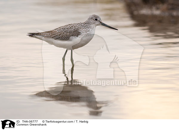 Grnschenkel / Common Greenshank / THA-06777