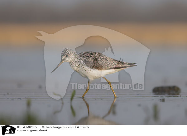 Grnschenkel / common greenshank / AT-02382