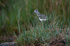 Common Greenshank