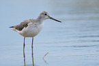 Common Greenshank