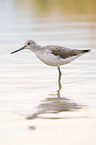 Common Greenshank