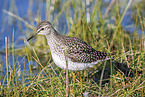 greenshank