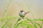 Common Grenadier