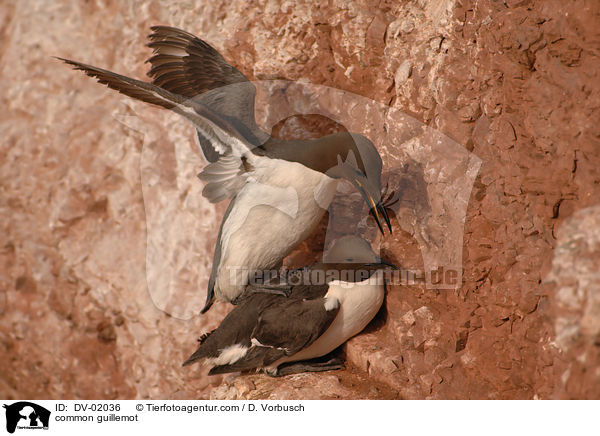 Trottellummen / common guillemot / DV-02036