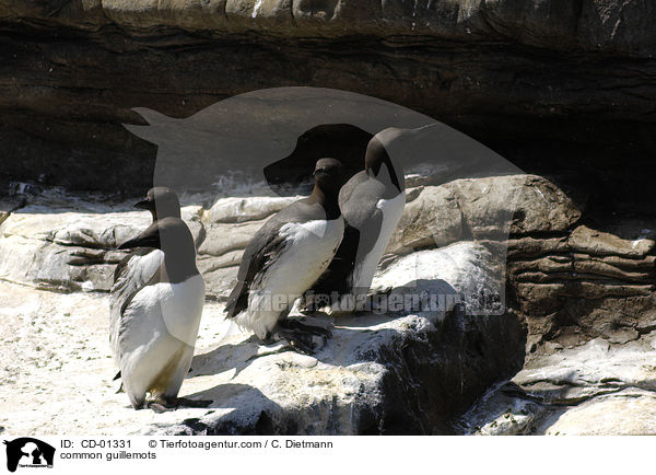 Trottellummen / common guillemots / CD-01331