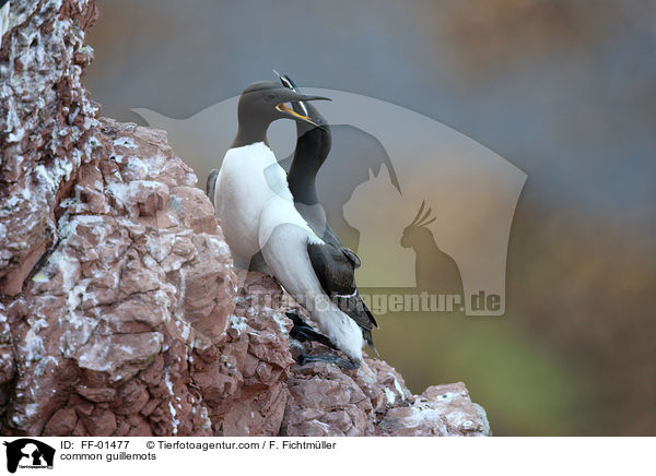 Trottellummen / common guillemots / FF-01477