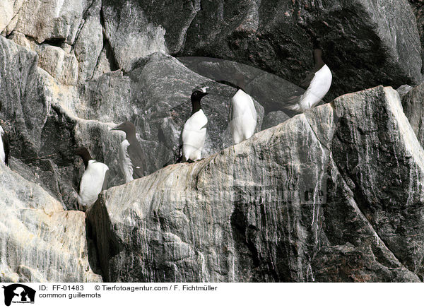 common guillemots / FF-01483