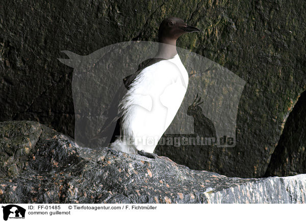 Trottellumme / common guillemot / FF-01485