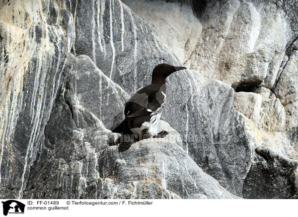 Trottellumme / common guillemot / FF-01489