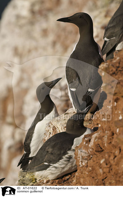 Trottellumme / common guillemot / AT-01622