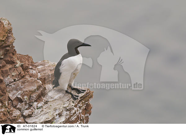 Trottellumme / common guillemot / AT-01624