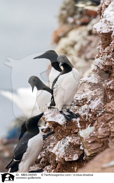common guillemots / MBS-09595