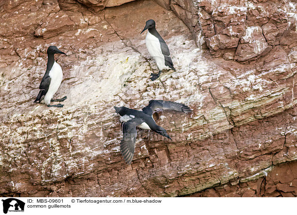 Trottellummen / common guillemots / MBS-09601