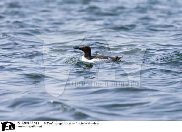 Trottellumme / common guillemot / MBS-11041