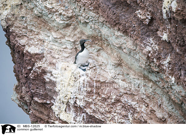 common guillemot / MBS-12625