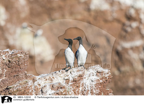 Trottellummen / common guillemots / MBS-12630