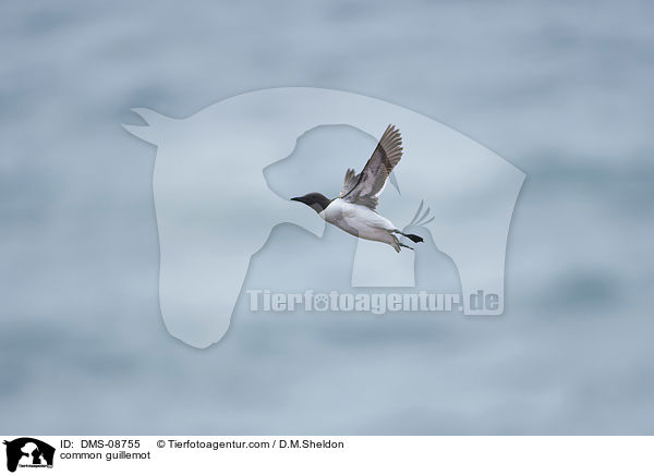 common guillemot / DMS-08755