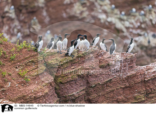 common guillemots / MBS-14645
