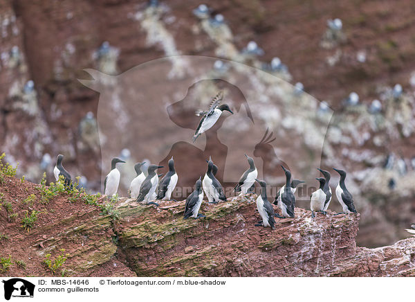 common guillemots / MBS-14646