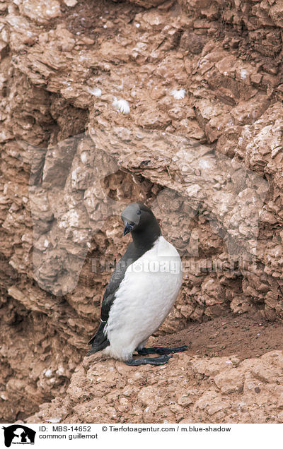 Trottellumme / common guillemot / MBS-14652