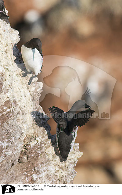 common guillemots / MBS-14653