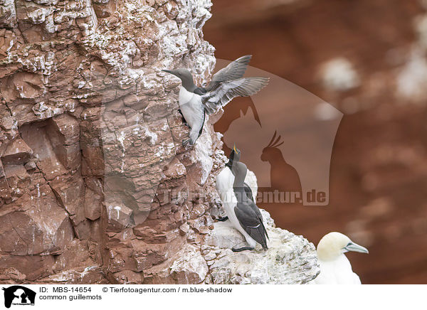 common guillemots / MBS-14654