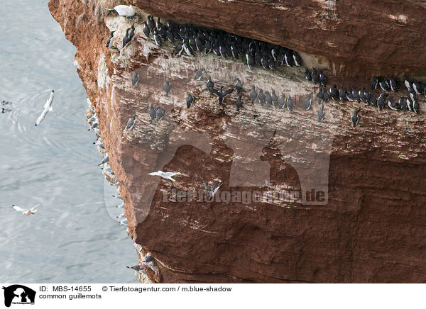 common guillemots / MBS-14655