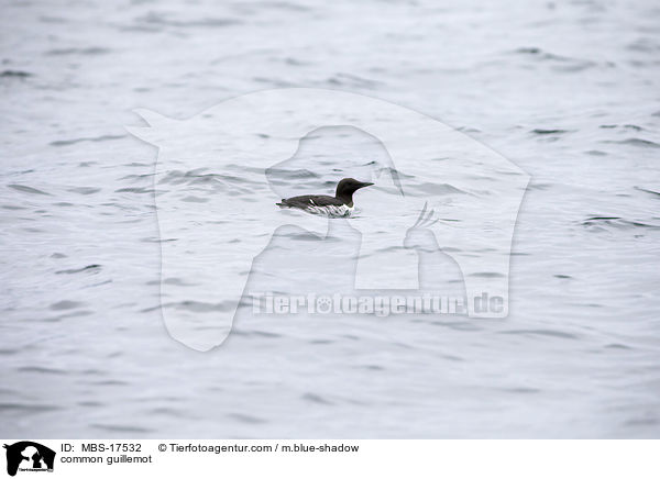 common guillemot / MBS-17532
