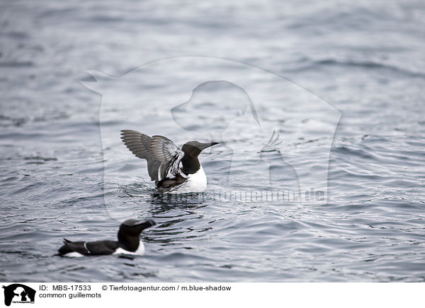 common guillemots / MBS-17533